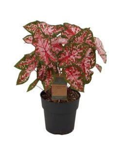 Caladium Carolyn Whorton – 65 cm – Ø21cm