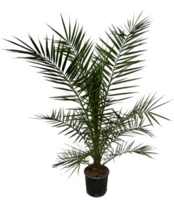 Phoenix Canariensis – 160 cm – Ø22cm