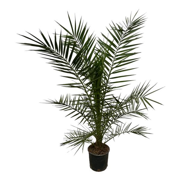 Phoenix Canariensis – 160 cm – Ø22cm