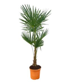 Trachycarpus Fortuneii – 160 cm – Ø25cm