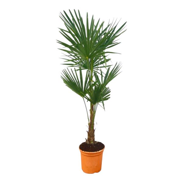 Trachycarpus Fortuneii – 160 cm – Ø25cm