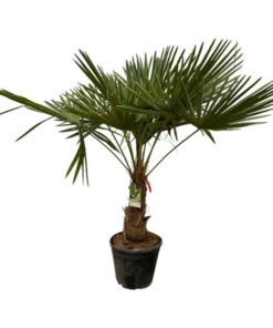 Trachycarpus Fortuneii – 200 cm – Ø30cm