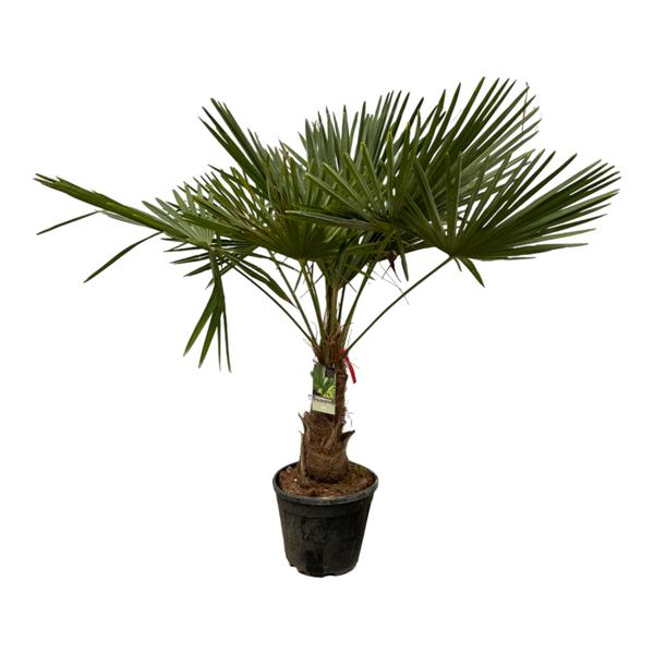 Trachycarpus Fortuneii – 200 cm – Ø30cm