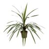 Cordyline Peko – 90 cm – Ø24cm