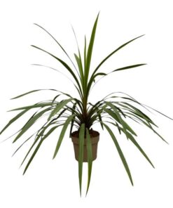 Cordyline Peko – 90 cm – Ø24cm