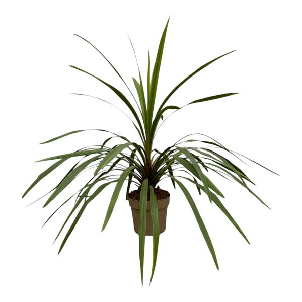 Cordyline Peko – 90 cm – Ø24cm