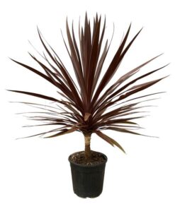 Cordyline Red Star – 120 cm – Ø30cm