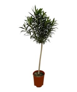 Nerium Oleander op stam met witte bloem – 190 cm – Ø31cm