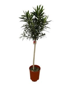 Nerium Oleander op stam met roze bloem – 190 cm – Ø31cm