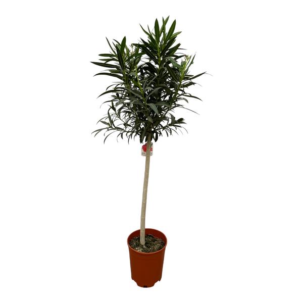 Nerium Oleander op stam met roze bloem – 190 cm – Ø31cm