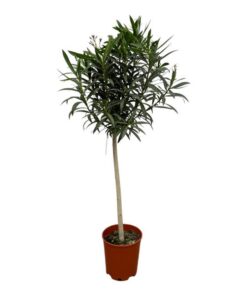 Nerium Oleander op stam met rode bloem – 190 cm – Ø31cm