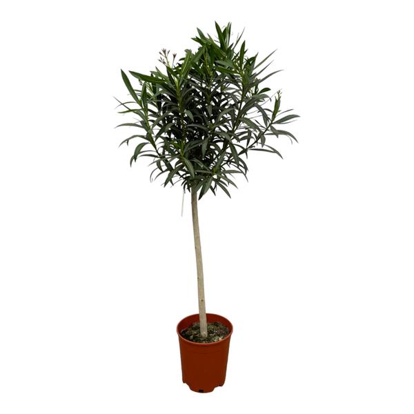 Nerium Oleander op stam met rode bloem – 190 cm – Ø31cm