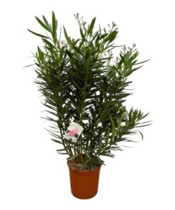 Nerium Oleander struik met witte bloem – 110 cm – Ø27cm