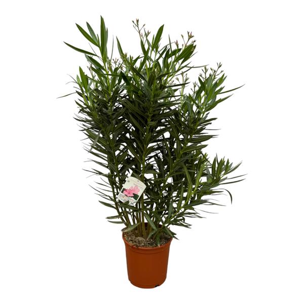 Nerium Oleander struik met witte bloem – 110 cm – Ø27cm