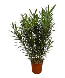 Nerium Oleander struik met roze bloem – 110 cm – Ø27cm