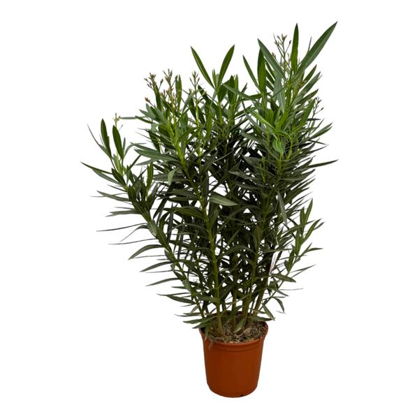 Nerium Oleander struik met roze bloem – 110 cm – Ø27cm