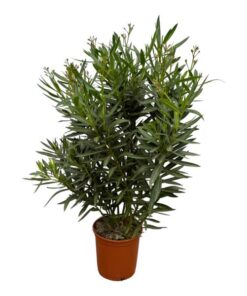 Nerium Oleander struik met rode bloem – 110 cm – Ø27cm