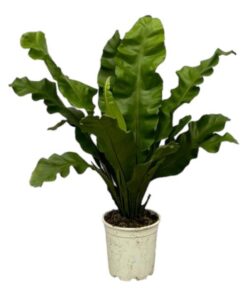 Asplenium Nidum – ↕80 cm – Ø21 cm