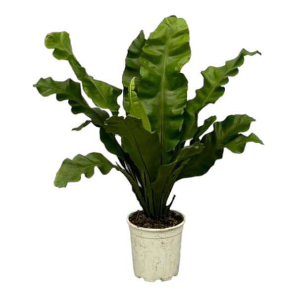 Asplenium Nidum – ↕80 cm – Ø21 cm