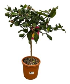 Citrus Lemon – 80 cm – Ø22cm