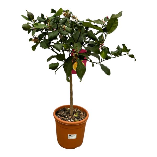 Citrus Lemon – 80 cm – Ø22cm