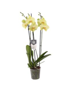 Phalaenopsis Volterra – 3 tak – 60 cm – Ø12cm