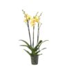 Phalaenopsis Lime Light – 3 tak – 60 cm – Ø12cm