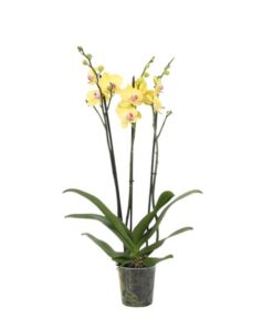 Phalaenopsis Lime Light – 3 tak – 60 cm – Ø12cm