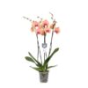 Phalaenopsis Carribean Dream – 3 tak – 60 cm – Ø12cm