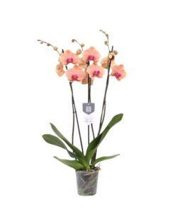 Phalaenopsis Carribean Dream – 3 tak – 60 cm – Ø12cm