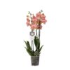 Phalaenopsis Ravello – 3 tak – 60 cm – Ø12cm