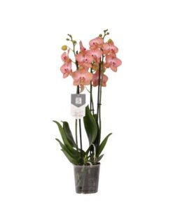 Phalaenopsis Ravello – 3 tak – 60 cm – Ø12cm