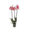 Phalaenopsis Narbonne – 3 tak – 60 cm – Ø12cm