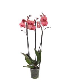 Phalaenopsis Narbonne – 3 tak – 60 cm – Ø12cm