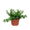 Portulaca afra – zonder pot