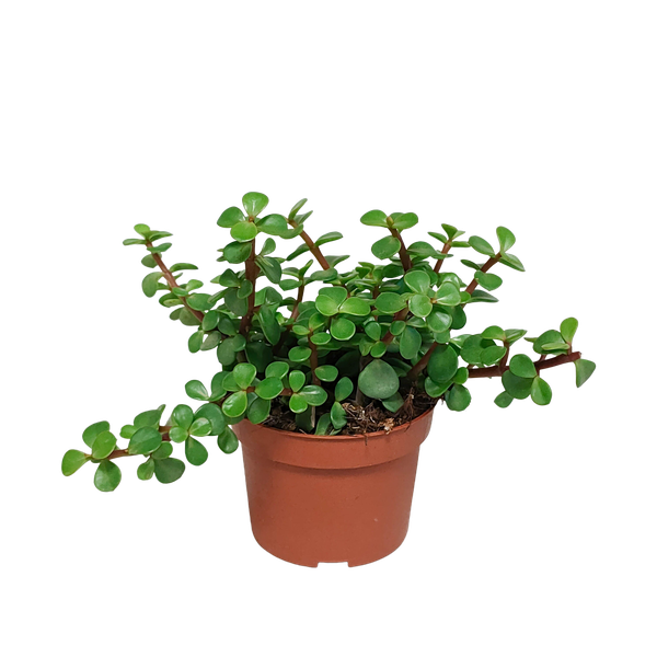 Portulaca afra – zonder pot