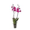 Phalaenopsis Joyride – 3 tak – 60 cm – Ø12cm