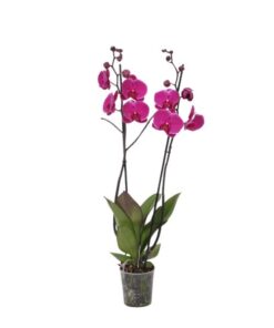 Phalaenopsis Joyride – 3 tak – 60 cm – Ø12cm