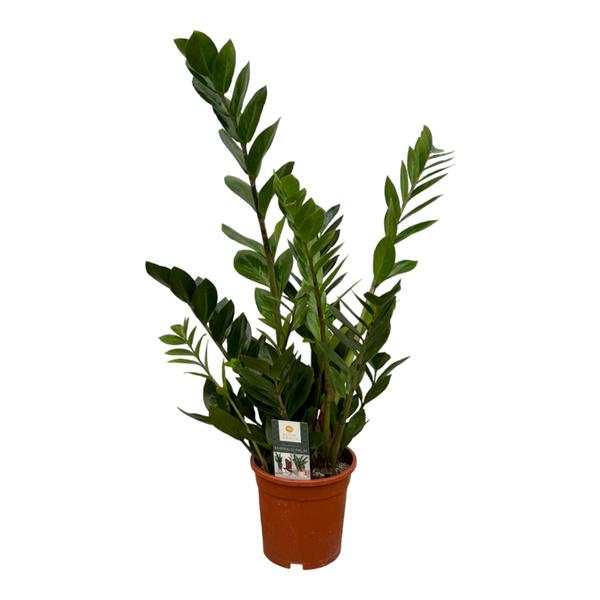 Zamioculcas – 75 cm – Ø17cm