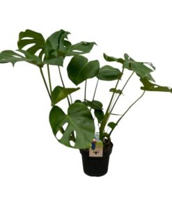 Monstera Deliciosa – 75 cm – 21cm