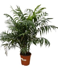 Chamaedorea Elegans – Mexikanische Bergpalme – ↕100 cm – Ø21 cm