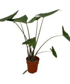 Alocasia Zebrina – ↕80 cm – Ø 19 cm