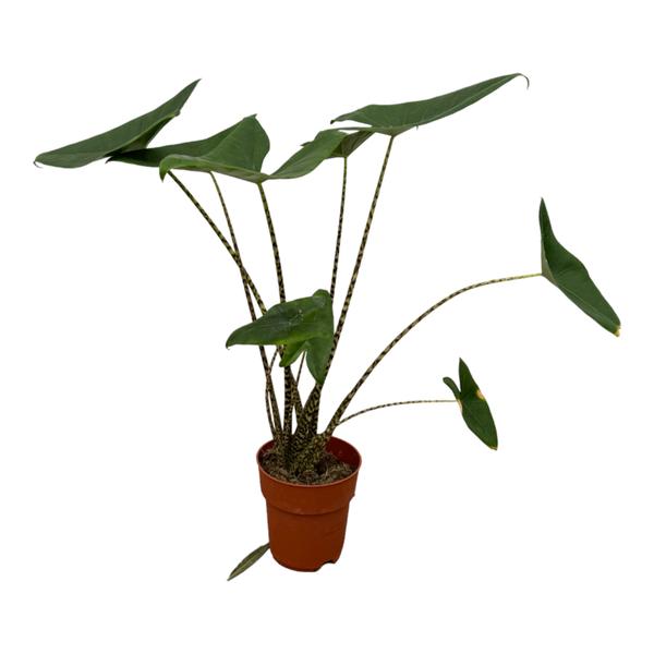 Alocasia Zebrina – ↕80 cm – Ø 19 cm