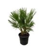 Chamaerops Humilis struik – 100 cm – Ø24cm