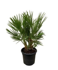 Chamaerops Humilis struik – 100 cm – Ø24cm