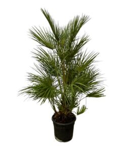 Chamaerops Humilis struik – 130 cm – Ø24cm