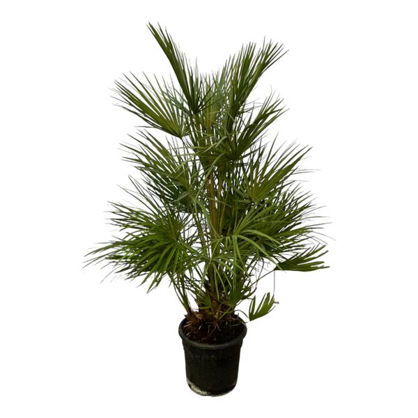 Chamaerops Humilis struik – 130 cm – Ø24cm