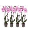 Set van 4 – Phalaenopsis Elion – 3 tak orchidee – 60 cm – Ø12cm