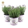 Lavandula St. ‚Anouk’® Collection P19 In Zinc Lavender – Ø21cm – ↕45cm