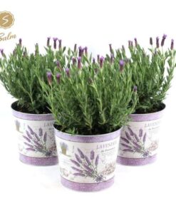 Lavandula St. ‚Anouk’® Collection P19 In Zinc Lavender – Ø21cm – ↕45cm